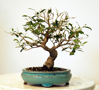 Dwarf Yaupon Holly #10 - stop chewing my tree! 