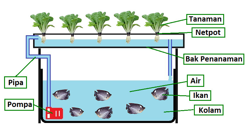Cara Kerja Sistem Akuaponik Dft Deep Flow Technique Guyub Tani
