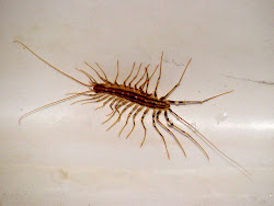 centipede coleoptrata scutigera centipedes temporarily predators trapped laundry tub