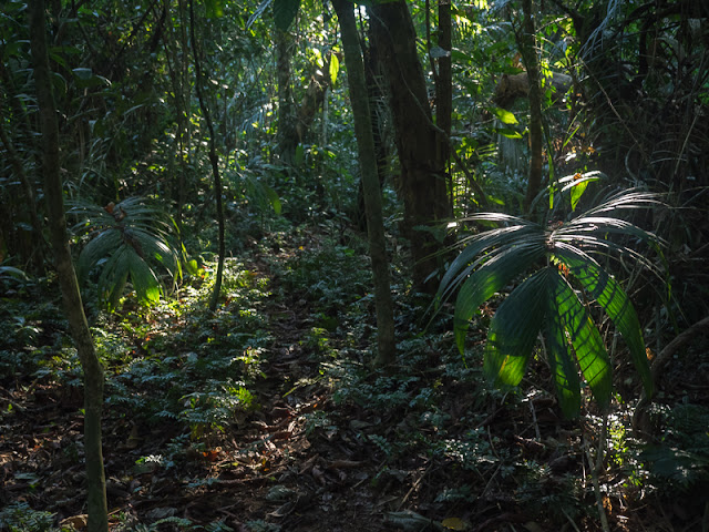 Bo Wildes Wasser Gruner Wald Packrafting Rio Tuichi Archiv