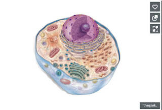  celula eucariota animal