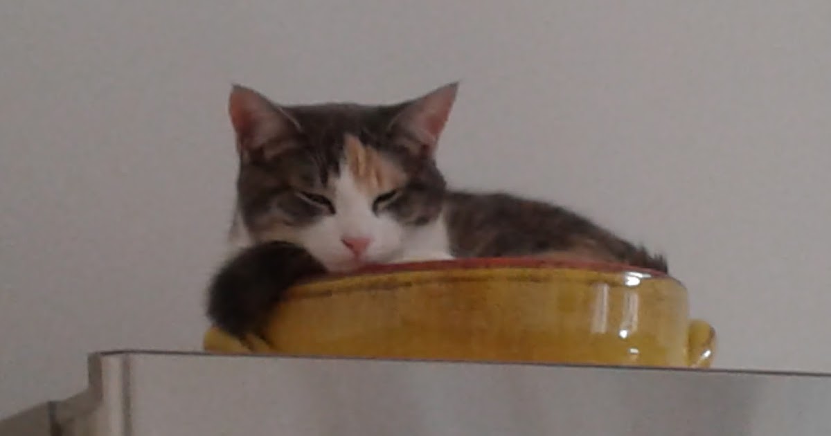 Harfang Voyageur when my cat is not sleeping