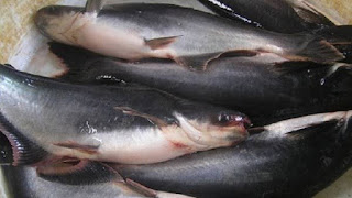 Analisis Lengkap Peluang Usaha Budidaya Ikan Patin Di Kolam Terpal Yang Menguntungkan