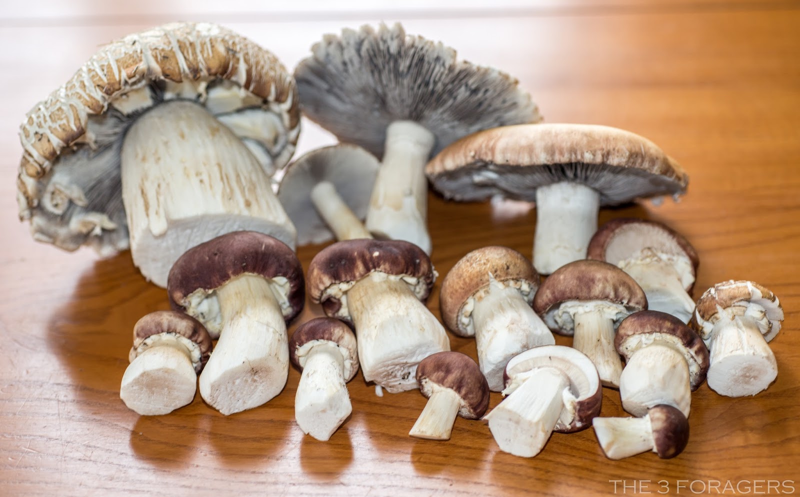 The 3 Foragers Foraging for Wild, Natural, Organic Food Spring Ramps