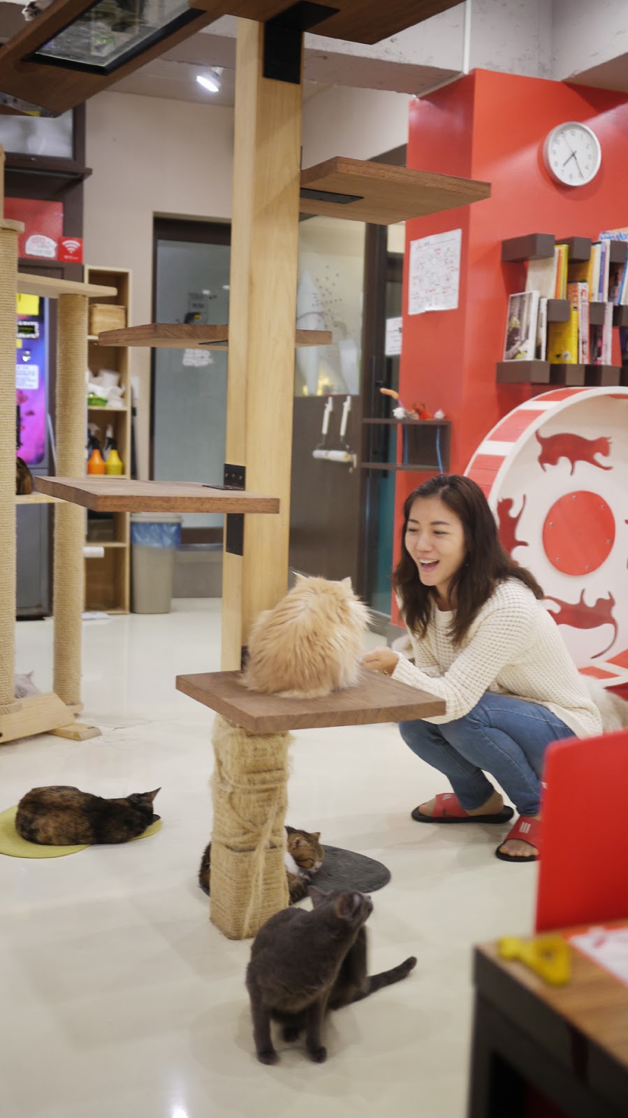 All about Hongdae in Korea: Cat Cafe