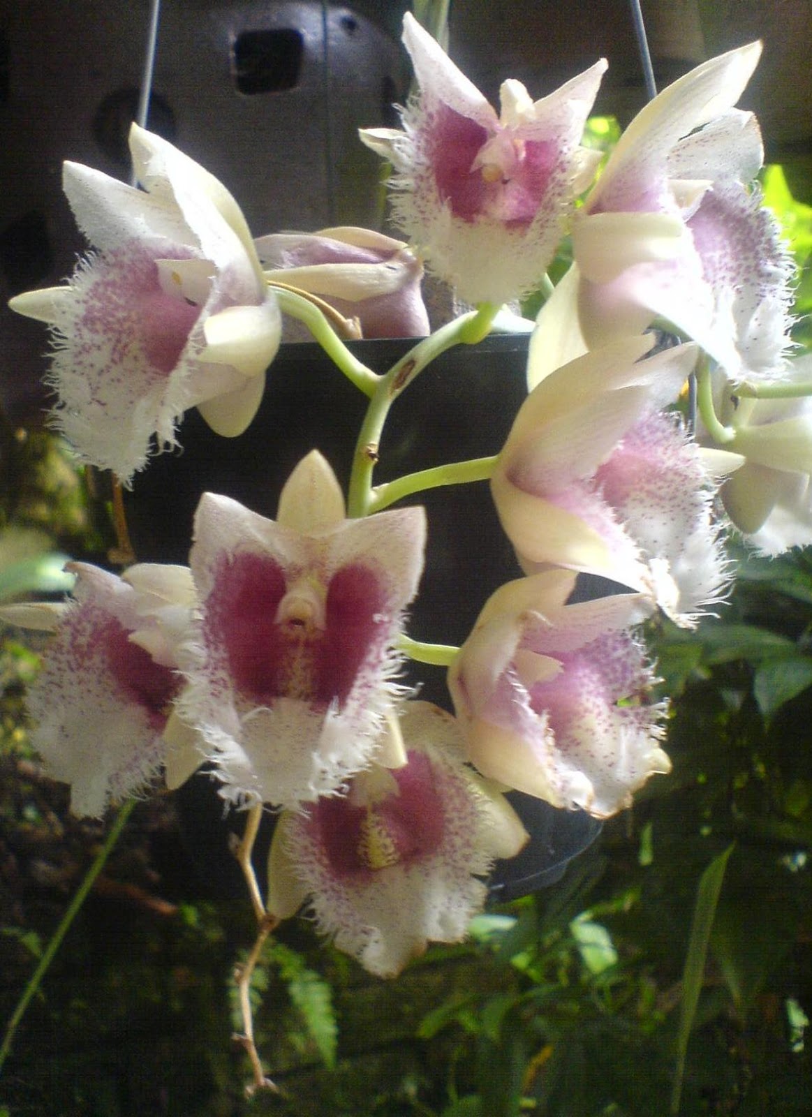  BUNGA  ANGGERIK Koleksi gambar bunga orkid yang cantik  