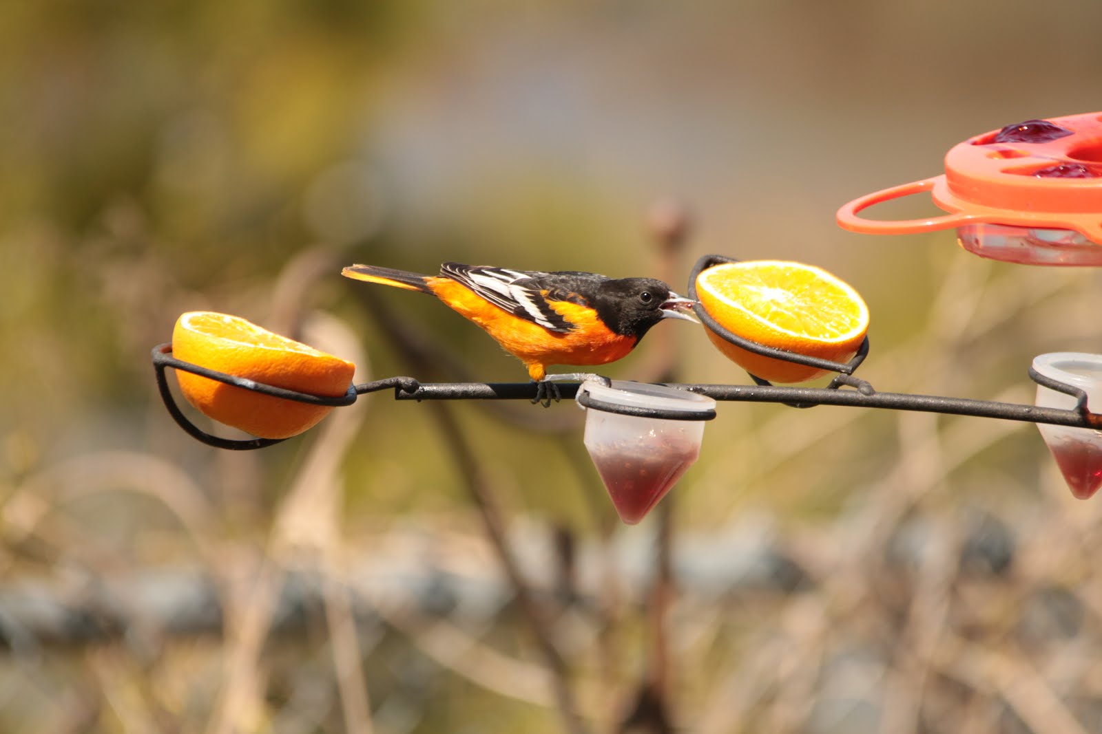 7 Top Reasons to Feed Your Birds BirdBerry Jelly Nature Notes Blog