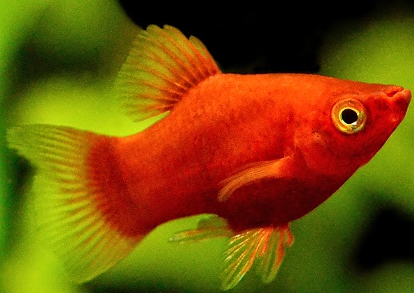Gambar Ikan Platy