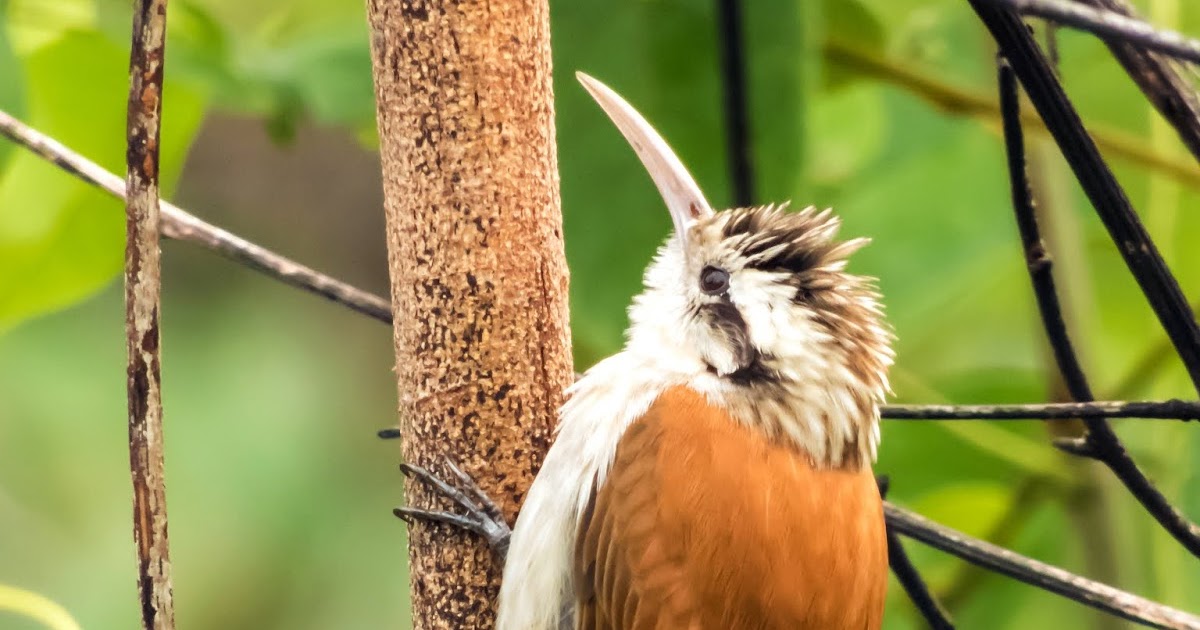 Aves do Cerrado Goiano Arapaçudecerrado (Lepidocolaptes angustirostris)