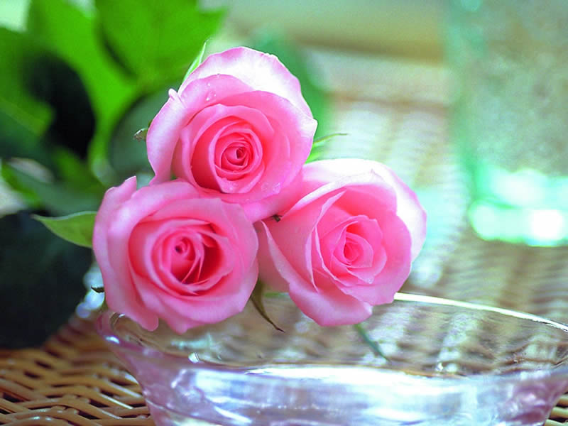 أجمل صور الورود والزهور ملونة