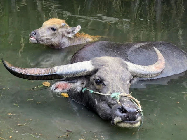 Mother and baby water buffalo in the water near Hoi An Vietnam