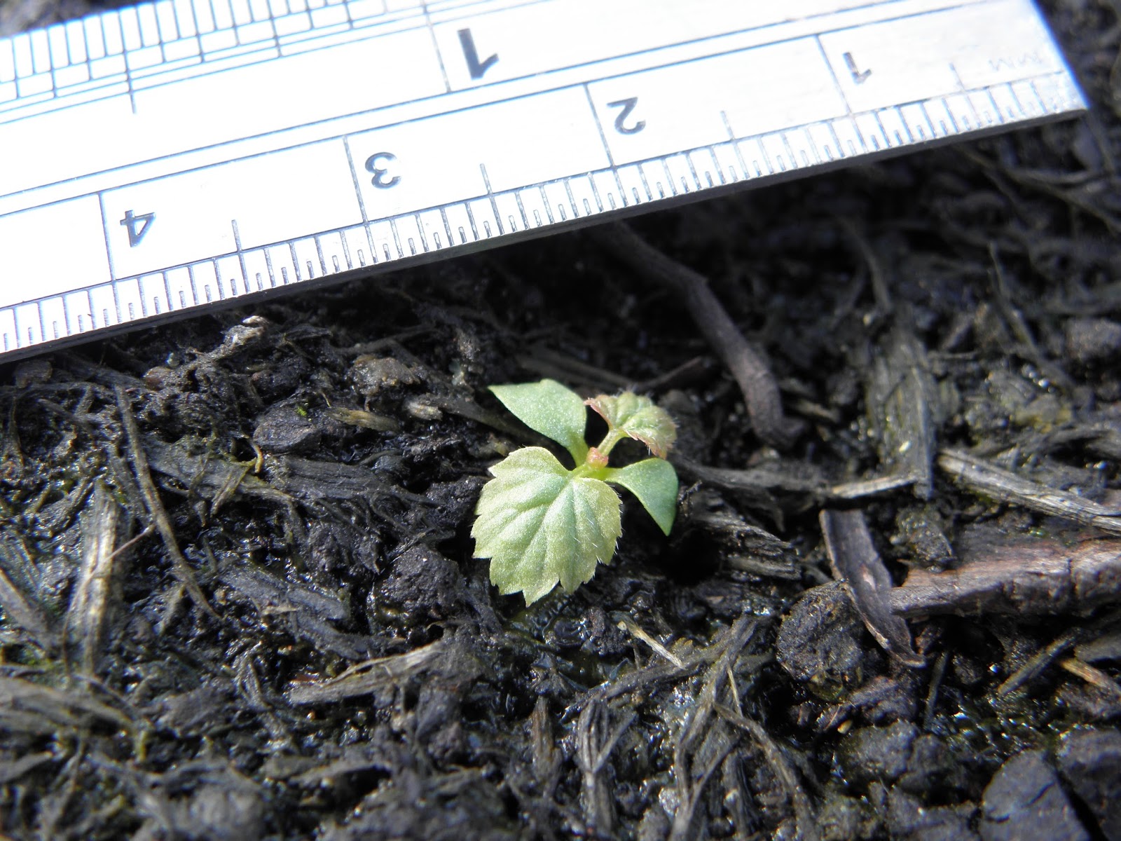 where eagles fear to perch Growing Raspberries & Cranberries from Seed...