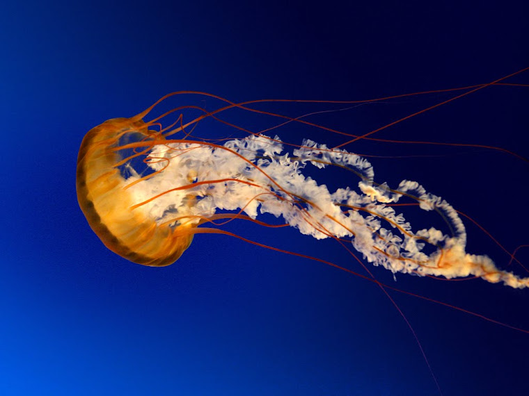 NATURAL AND SOCIAL SCIENCES (click on the jellyfish)