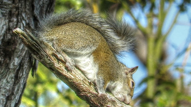 Squirrels Are Not Morning People