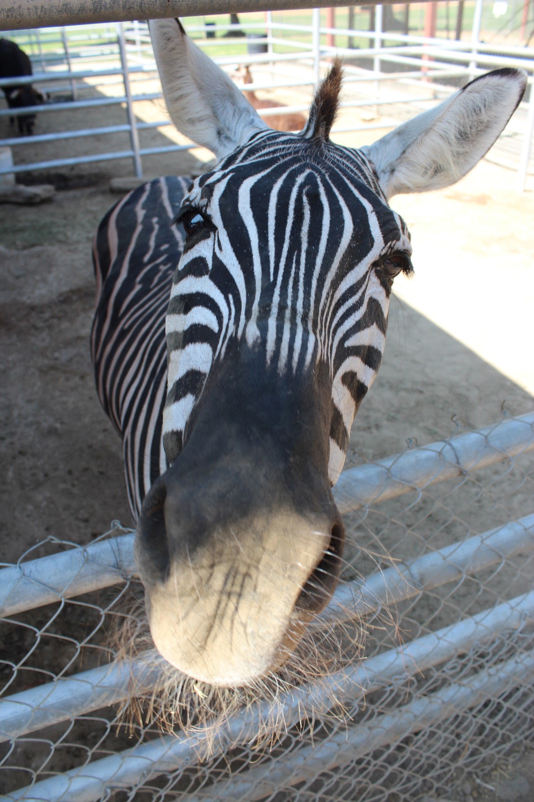 Montebello Barnyard Zoo Ever petted a Zebra? Best petting zoo in Los
