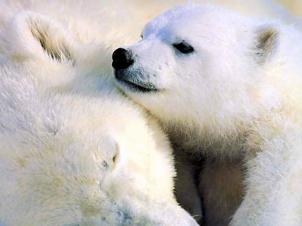 Beautiful Wallpapers: white animals wallpaper