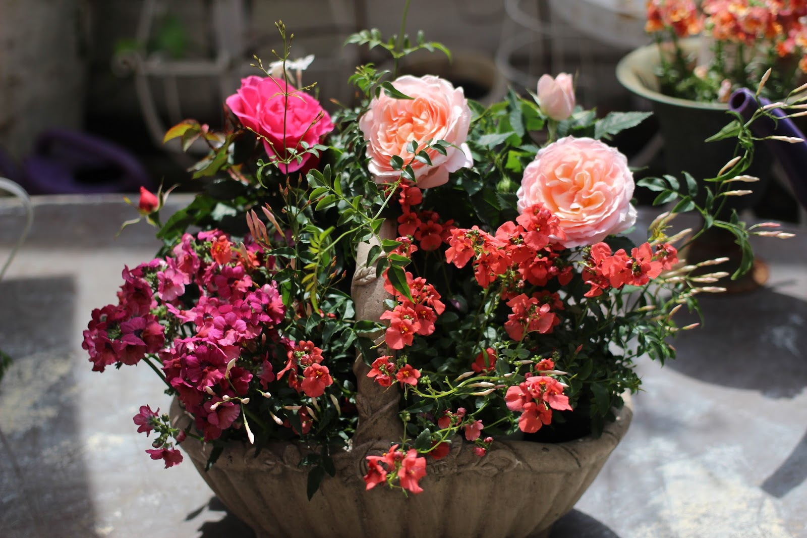 Atelierfeefee Mystyle ミニバラ苗 いかが