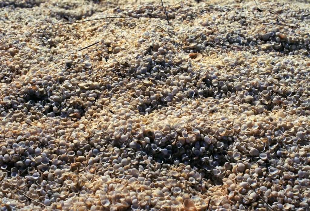 Shell Beach - An Australian beach entirely composed of shells ...