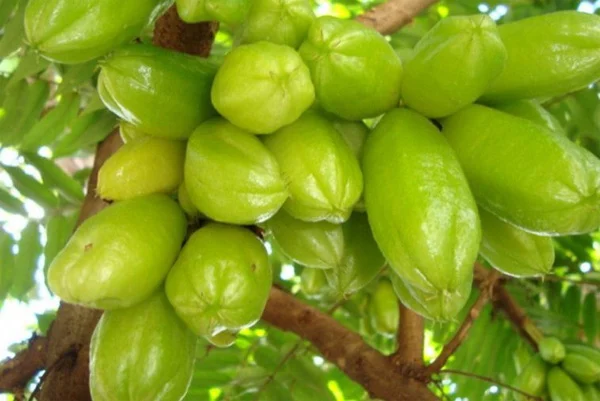 Take care; Bilimbi fruit kindly disease, Kochi, News, Kerala, Health, Food, diseased