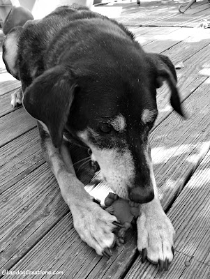 senior coonhound dog with treat