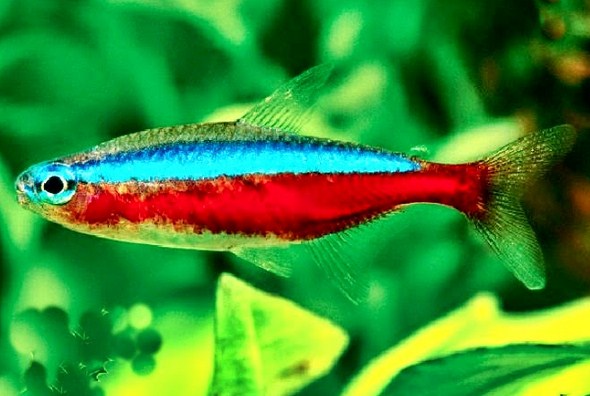 Gambar Ikan Hias Neon Tetra