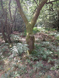 Woodland floor covering with litter and ferns