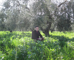 L'oliveto immerso nel verde del sovescio di legumi/cereali dal quale si produce l'Olio PignataroBIO