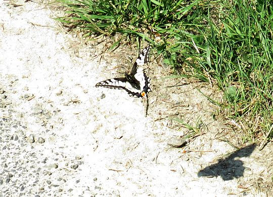 Paź królowej (Papilio machaon).