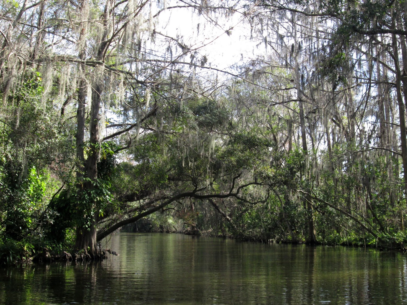 Central Florida Kayak Tours Kayaking the Dora Canal