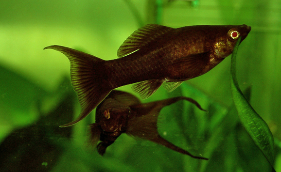 Ciri Ciri Ikan Molly Akan Melahirkan