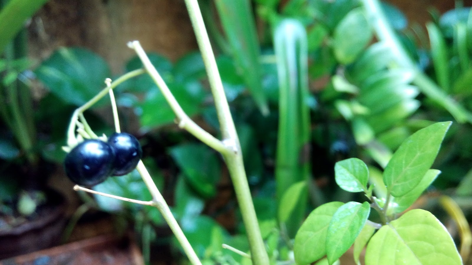 Garden Care Simplified Piper Nigrum Black peppers close up of black