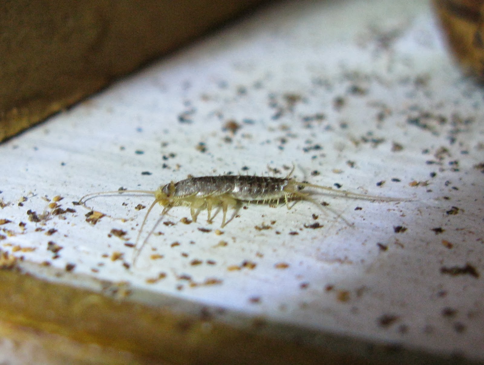 Desinfestação Controlo de Pragas José Luís CS: Peixinhos-de-prata