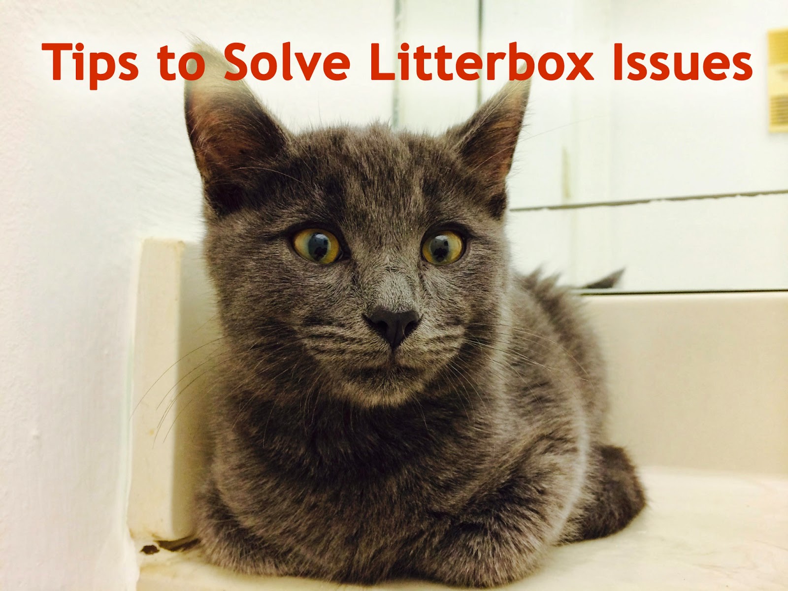 litter outside box pissing Cat Hassan recommend Drunk girl gets taken advantage of