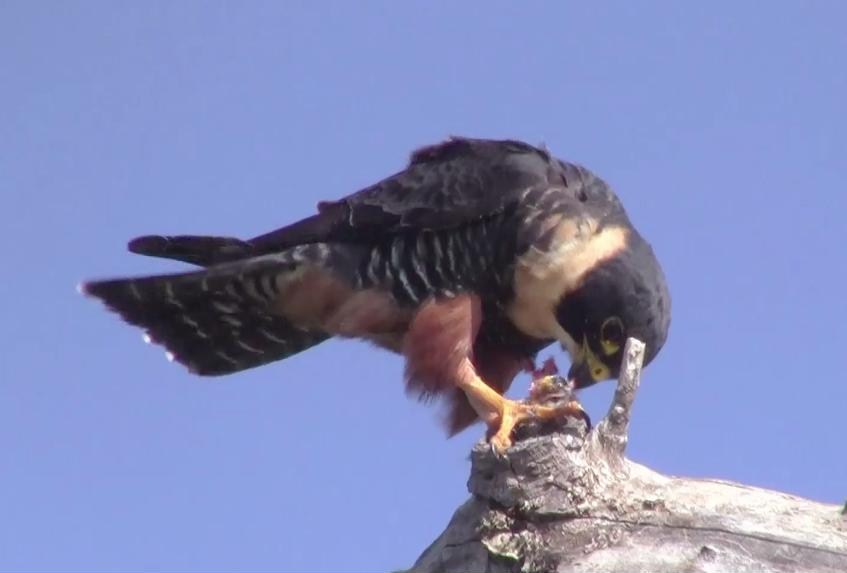 Central America Bat Falcon Eats Hummingbird