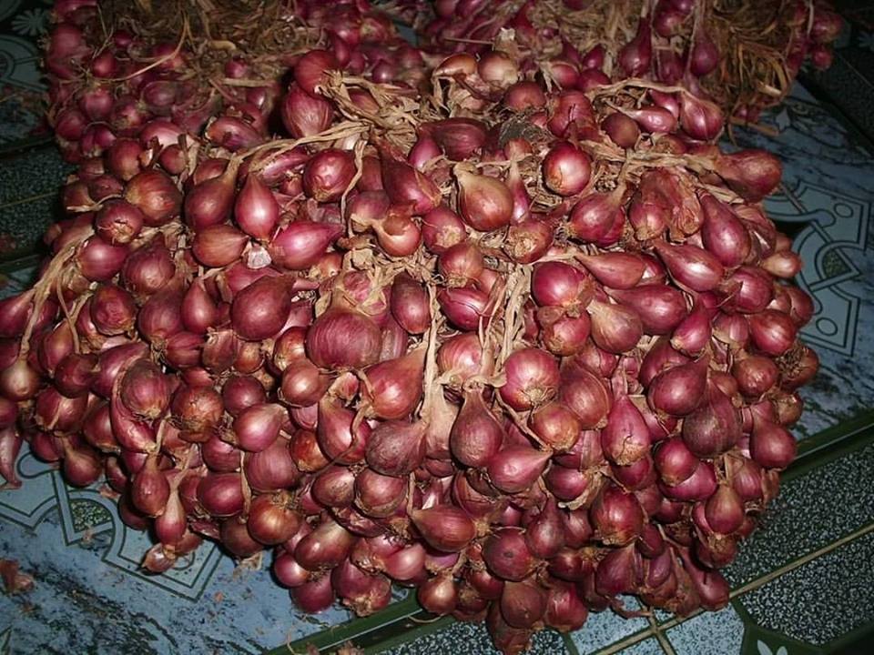 jual bibit bawang merah bima brebes bersertifikat jual bibit bawang merah bima brebes bersertifikat