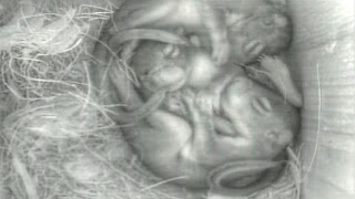 Baby Gray Squirrels in Nest Box