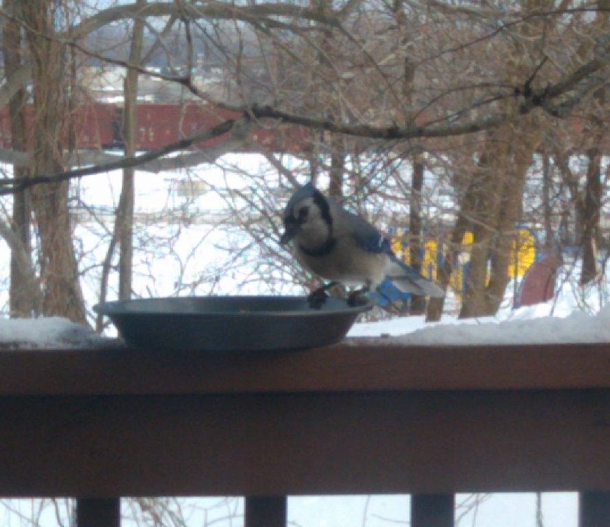 A Child's Garden Summer Bird Study Blue Jays