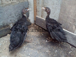 Kalkun Black Spanish Usia 1 Bulan