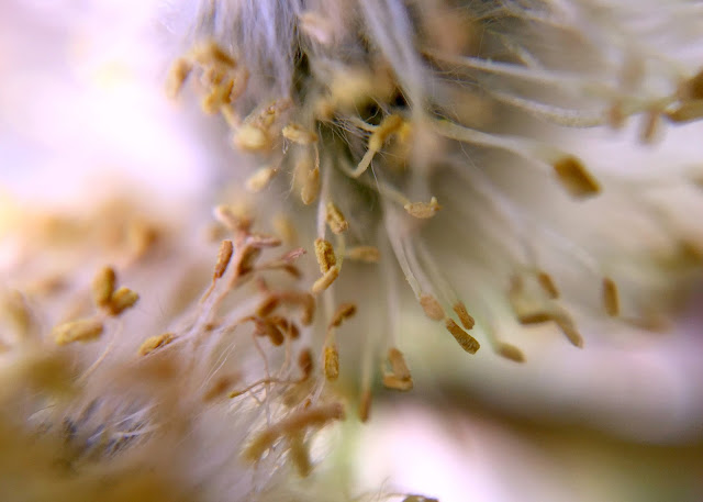 ISOSCELLA - SPRING THROUGH A MACRO LENS