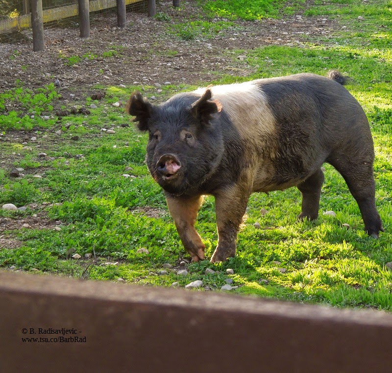 A Pig -- Up Close and Personal