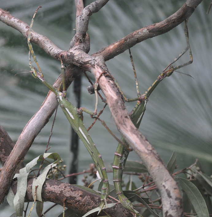 ZOOTOGRAFIANDO (6.096 ANIMALS): INSECTO PALO GIGANTE AUSTRALIANO