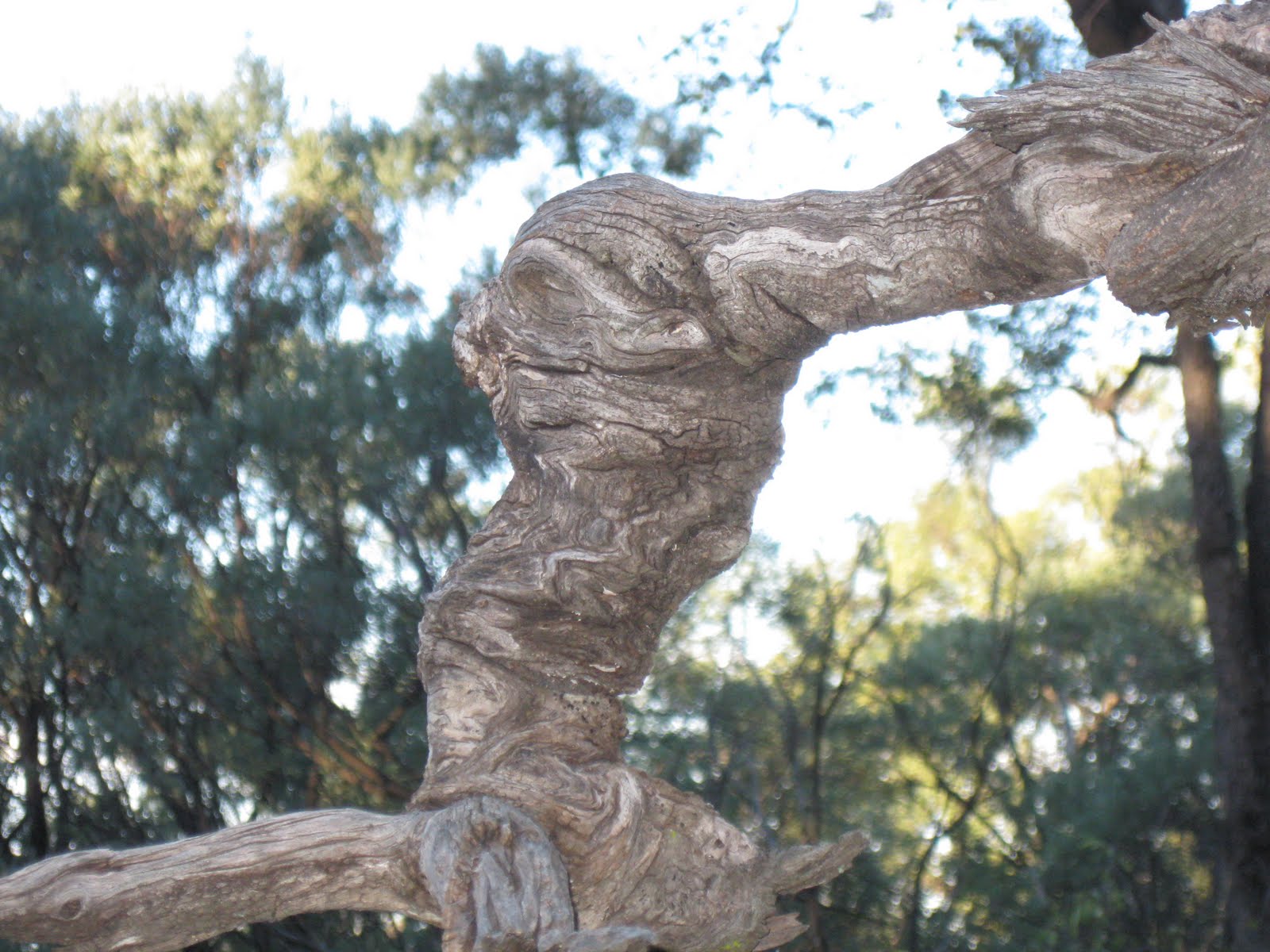 Robin's Double Life: An ancient ooline forest in outback Queensland
