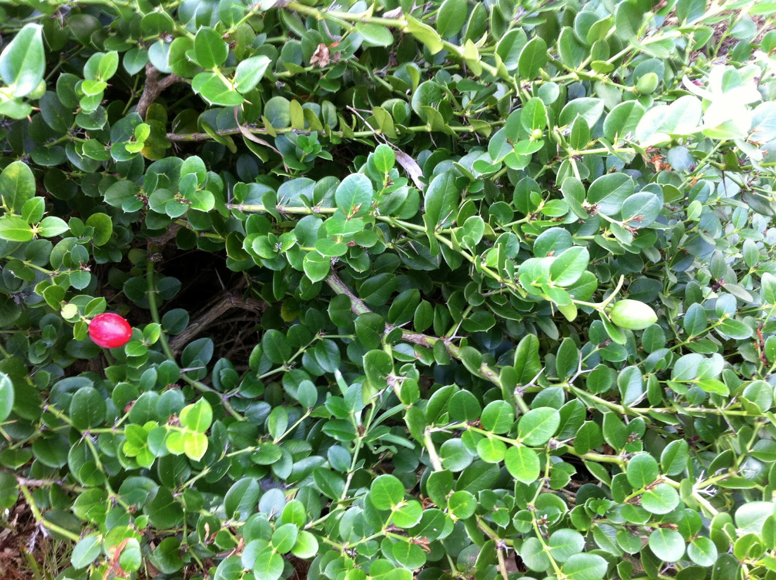 Florez Nursery April 2013