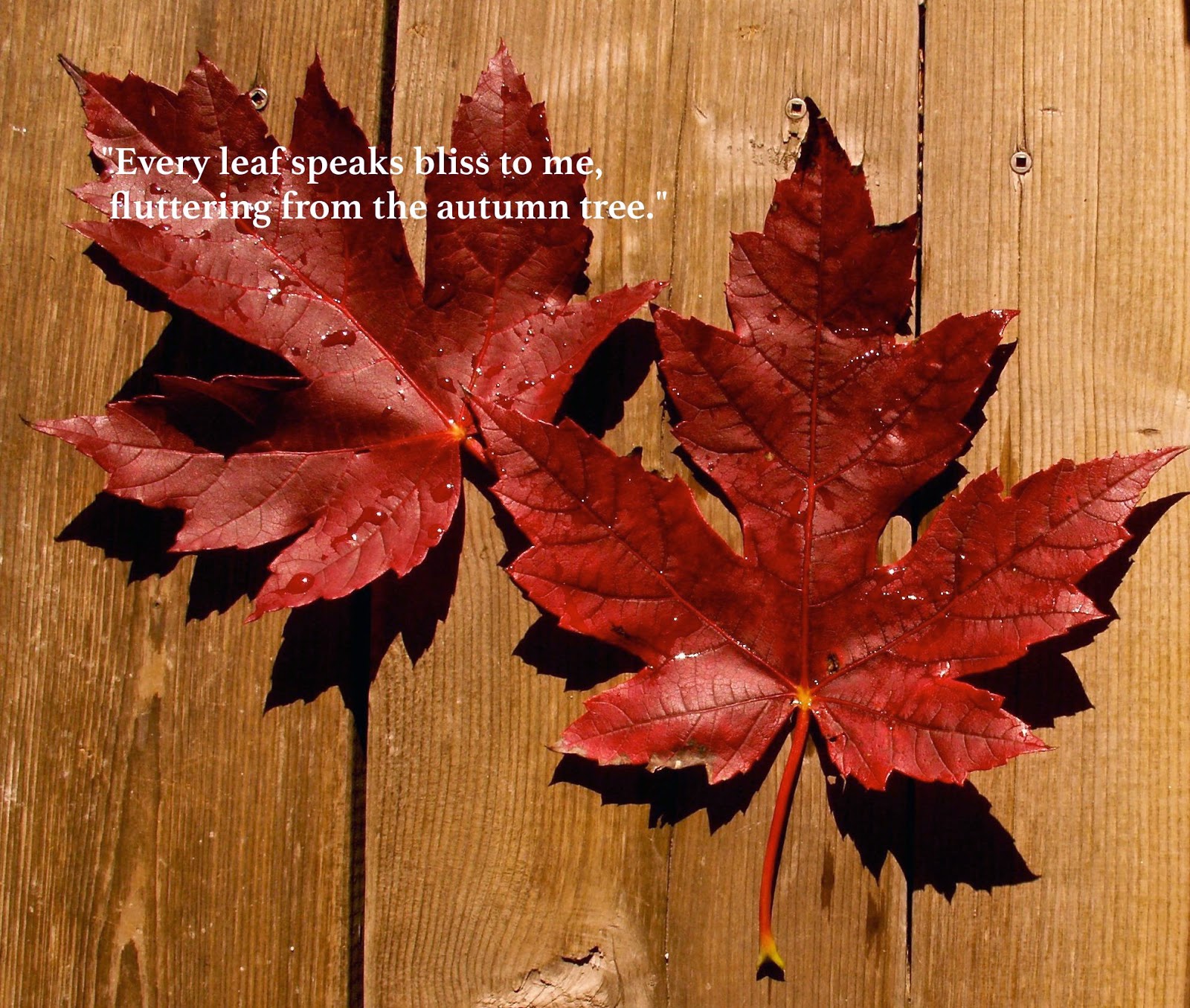 Travel Rocks My World "Every leaf speaks bliss to me, fluttering from