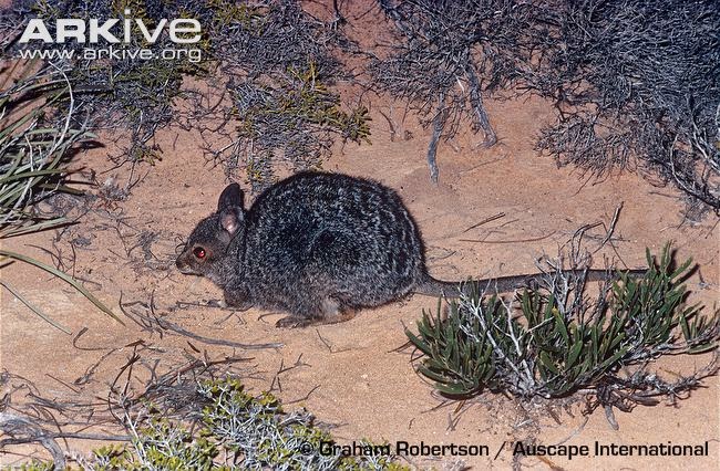 Banded hare Wallaby