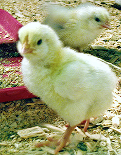 Let's Hatch Chicks! a book review. Photo by PeachyQueen at Morguefile.com