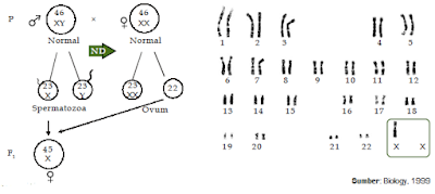 Pengertian, Contoh serta Macam-Macam Jenis Mutasi Gen dan Kromosom 