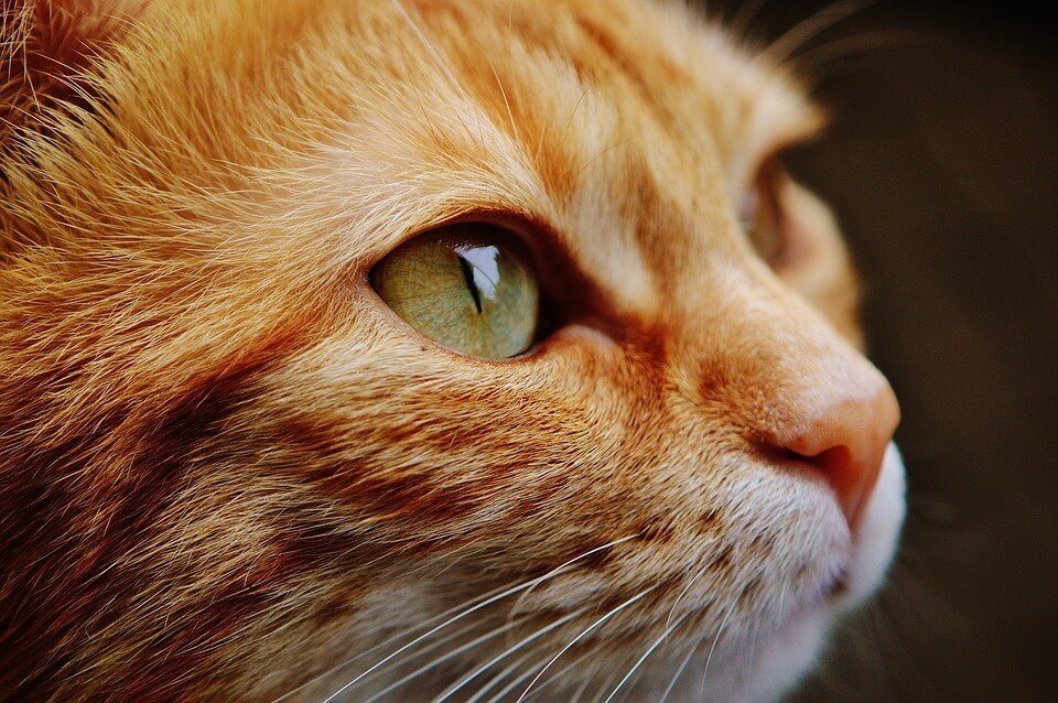 oku da insanlığını sorgula kedi
