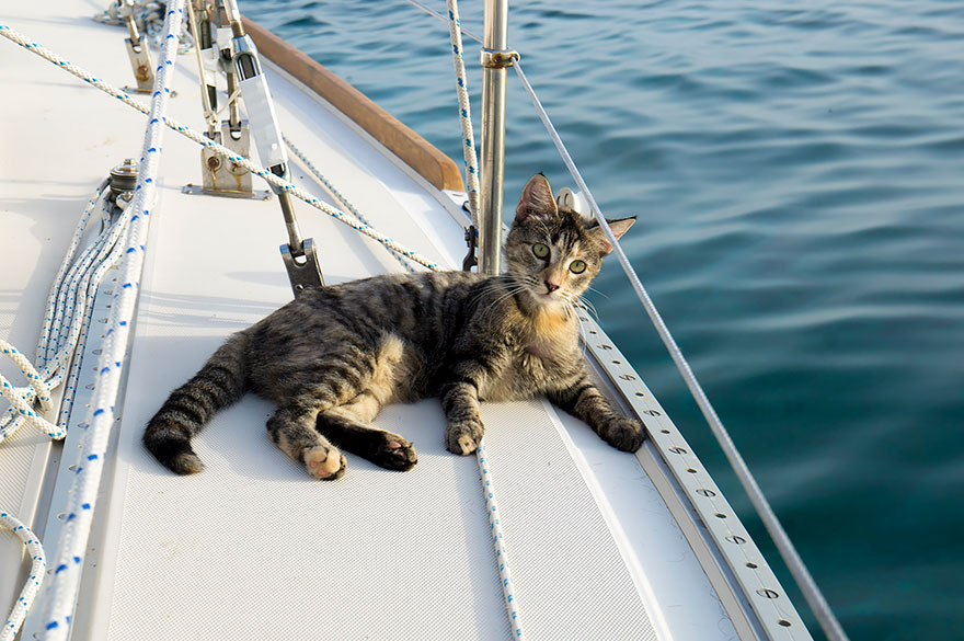 “He asked, ‘We can either get a piece of property or spend the money to get a sailboat, which do you think would be best?'” - Couple Quits Jobs And Sells Everything To Travel The World With Their Cat