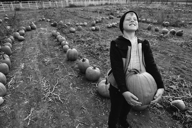 pumpkin patch colorado maryanne gobble photography